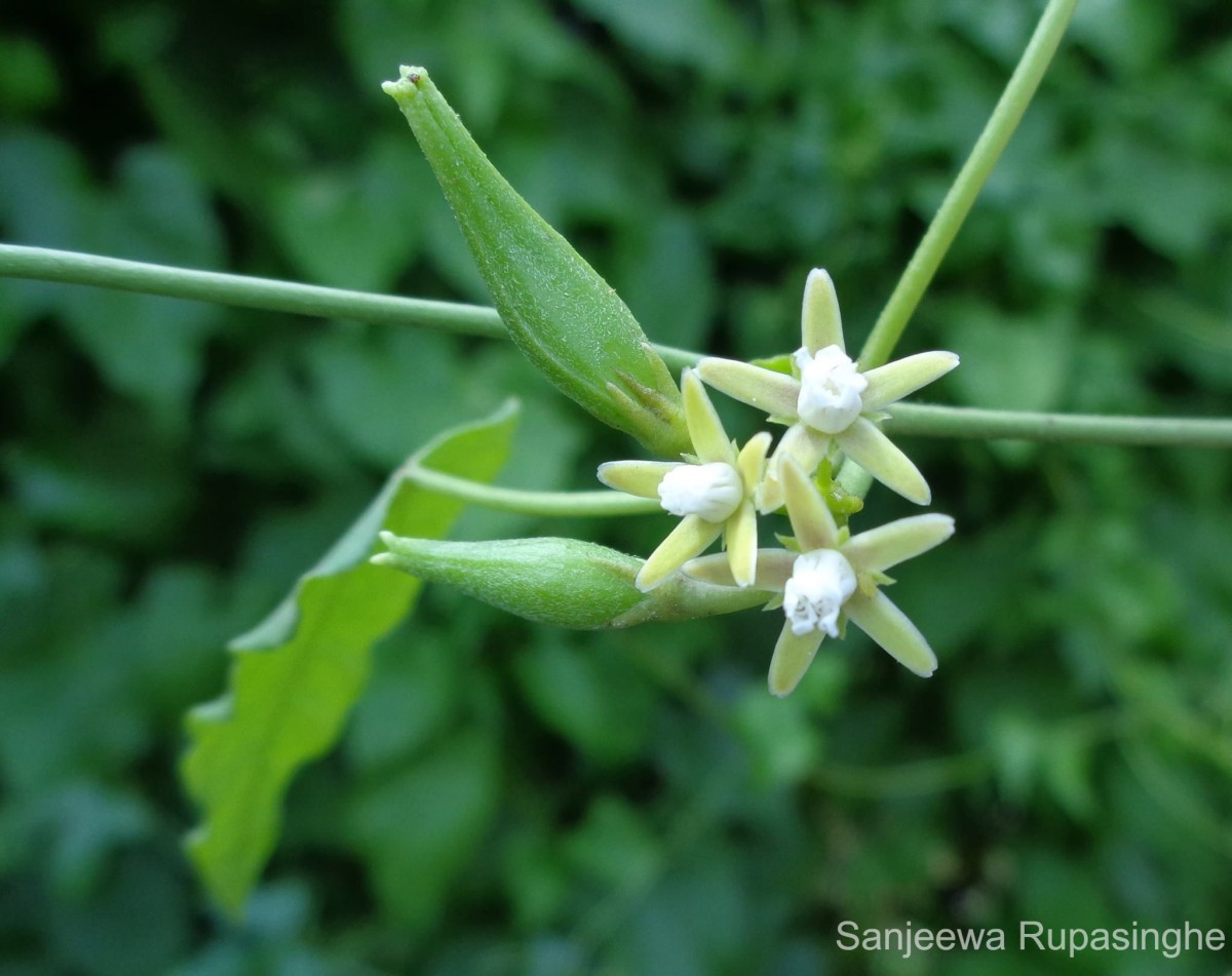 Cynanchum tunicatum (Retz.) Alston